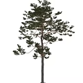 Pine Tree Themed Decorative Ornament Set With Lifelike Branches And Foliage Details