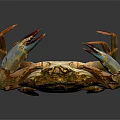 Detailed Brown Copper Colored Crab With Hard Shell Claws And Legs As Aquatic Animal