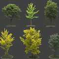 Diverse Arbor Trees With Green Yellow Foliage And Varied Crowns For Landscape Design