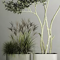 Bonsai Potted Plants With Lush Tall Grass White Textured Branches And Fresh Green Leaves