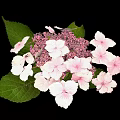 Hydrangea Plant With Pink And White Blooms And Green Leaves Against Black Background