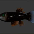 3D Rendered Fish With Transparent Head Green Eyes Red Scales And Orange Fins