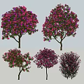 Blooming Trees with Purple Pink Flowers and Lush Canopies in Garden View