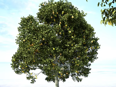 Lush Green Arbor With Dense Foliage And Abundant Yellow Fruits Against Blue Sky 3d model