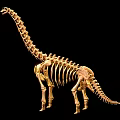 Brachiosaurus dinosaur reptile skeleton Dinosaur fossil 2 3d model