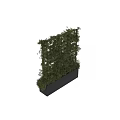 Decorative Plant Arrangement with Lush Green Foliage and Black Planter