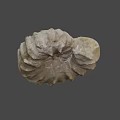 Detailed Ancient Ammonite Fossil With Spiral Shell Structure From Marine Habitat