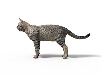 Realistic Gray Tabby Cat Standing Isolated On White Background With Detailed Fur 3d model