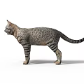 Realistic Gray Tabby Cat Standing Isolated On White Background With Detailed Fur
