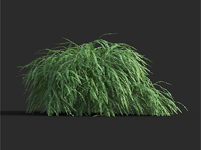 Lush Green Shrub With Dense Hanging Foliage In 3D Rendering 3d model