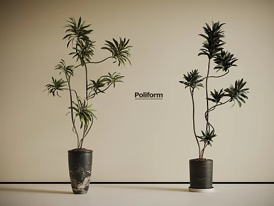 Bonsai Potted Plants With Tall Slender Branches In Black Pots On Light Background 3d model