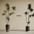 Bonsai Potted Plants With Tall Slender Branches In Black Pots On Light Background