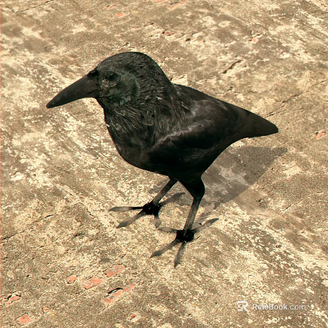 Black Feathered Crow Standing On Rough Textured Outdoor Ground Surface 3d model 