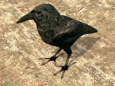 Black Feathered Crow Standing On Rough Textured Outdoor Ground Surface 3d model