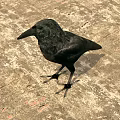 Black Feathered Crow Standing On Rough Textured Outdoor Ground Surface 3d model