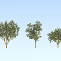 Modern Tree Deep Mountain Smile 3d model