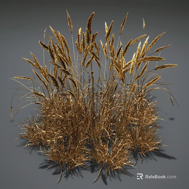 Dry Golden Grass With Clustered Growth Slender Stems And Spike Like Tops 3d model 