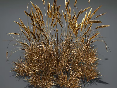 Dry Golden Grass With Clustered Growth Slender Stems And Spike Like Tops 3d model