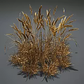 Dry Golden Grass With Clustered Growth Slender Stems And Spike Like Tops