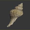Elegant Natural Marine Shell With Spiral Shape And Intricate Textured Surface