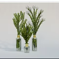 Transparent Glass Vases With Golden Tops Holding Fresh Green Foliage For Home Decor