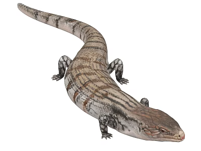 Gray Brown Striped Reptile Lizard with Scaled Body Long Tail and Four Legs 3d model