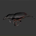 Dark Red Stag Beetle With Large Mandibles Shiny Exoskeleton Isolated On Dark Background