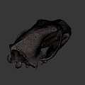 Detailed 3D Animal Skull Model With Sharp Teeth And Bone Structure