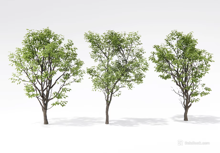 Three Lush Green Leafy Arbor Trees With Dense Branches For Garden Landscape 3d model 