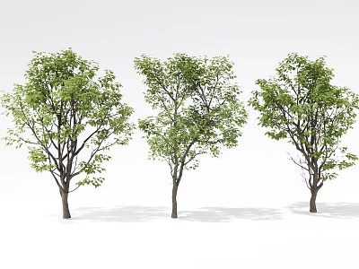 Three Lush Green Leafy Arbor Trees With Dense Branches For Garden Landscape 3d model