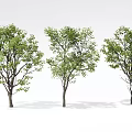 Three Lush Green Leafy Arbor Trees With Dense Branches For Garden Landscape