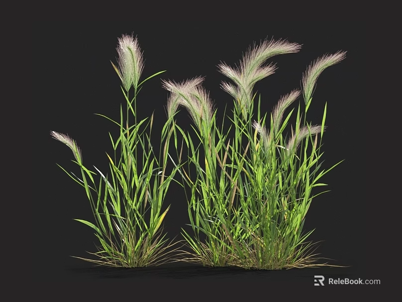 Vibrant Green Grass Blades with Soft White Fluffy Feathery Flower Plumes 3d model 