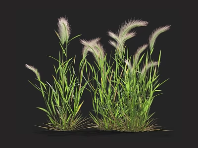 Vibrant Green Grass Blades with Soft White Fluffy Feathery Flower Plumes 3d model
