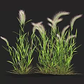 Vibrant Green Grass Blades with Soft White Fluffy Feathery Flower Plumes