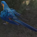 Blue And Yellow Parrot A Flying Animal With Vibrant Feathers On Green Grass Field