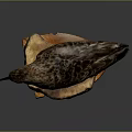 Detailed Bird Taxidermy Specimen Perched On Wooden Stump Against Dark Background