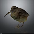 Bird with long beak and brown orange plumage standing on reflective surface against dark background