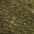 Natural Green Grass Area With Brown Fallen Leaves And Scattered Stones