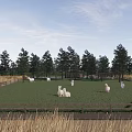 White Alpacas On Green Grass Field With Wooden Fence Pine Trees And Blue Sky