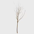 Bare Tree with Slender Branches and Brown Trunk Isolated on White Background 3d model