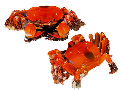 Two Red Reptiles Showcasing Bright Color Patterns And Natural Physical Traits 3d model