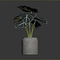 Houseplant With Large Green Leaves White Veins And Dark Purple Edges In Grey Concrete Pot