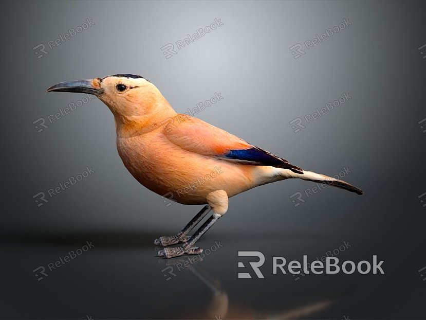 bird bird bird bird game animal cartoon animal animal realistic animal model