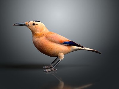 bird game animal cartoon animal realistic animal model