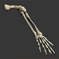 Detailed Educational Anatomical Arm Skeleton Model on Dark Background with Reflection
