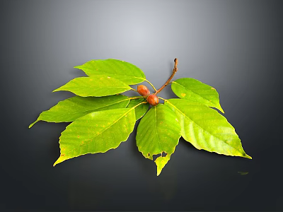 Vibrant Healthy Green Leaves With Ripe Red Fruit On Dark Background 3d model