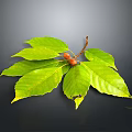 Vibrant Healthy Green Leaves With Ripe Red Fruit On Dark Background