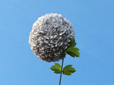 Beautiful White Hydrangea Round Bloom With Green Leaves Against Blue Sky 3d model