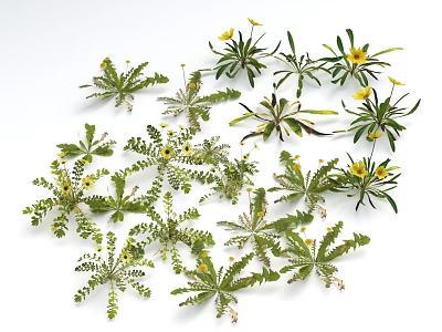 Fresh Green Leafy Plants With Bright Yellow Flowers On White Background 3d model