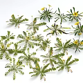 Fresh Green Leafy Plants With Bright Yellow Flowers On White Background